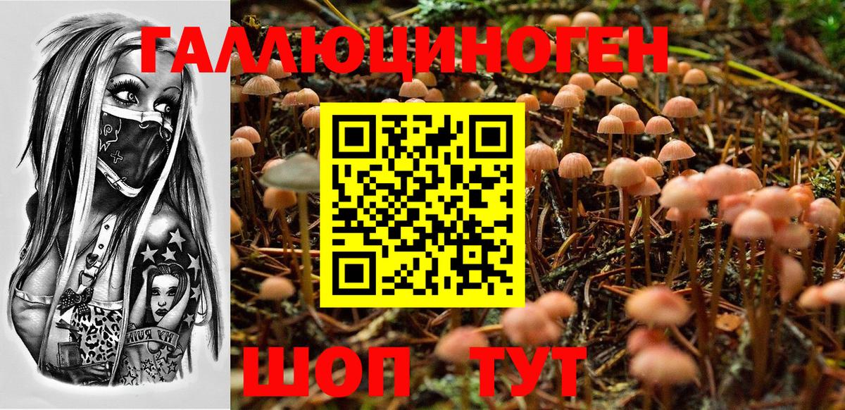 Галлюциногенные грибы Psilocybe Ростов Великий